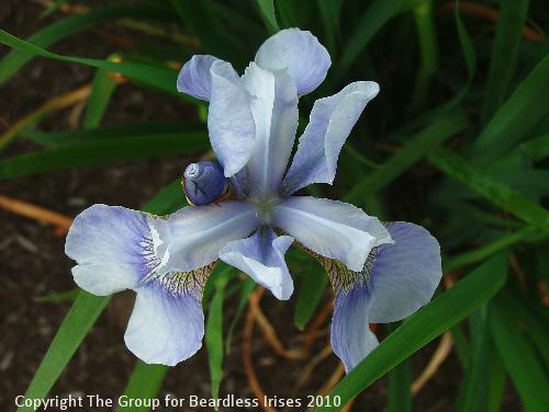 Soft Blue 4